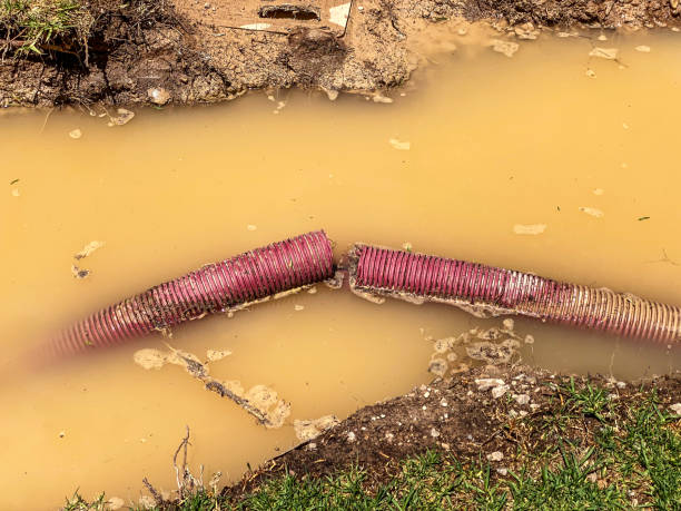 Best Water damage cleanup near me  in Forest Lake, IL