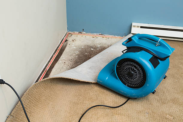 Best Professional water damage repair  in Forest Lake, IL